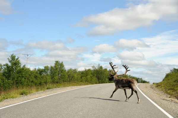 Elch in Finnland