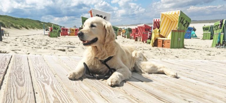 Urlaub mit Hund an der Nordsee