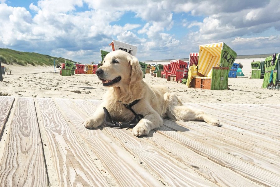 Urlaub mit Hund an der Nordsee