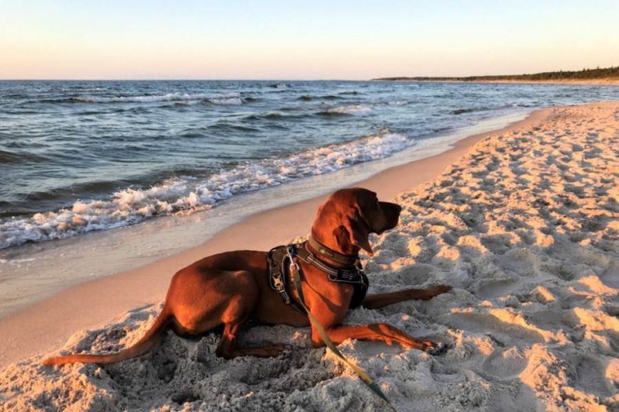 Wo kann man mit einem Hund Urlaub in Europa machen?